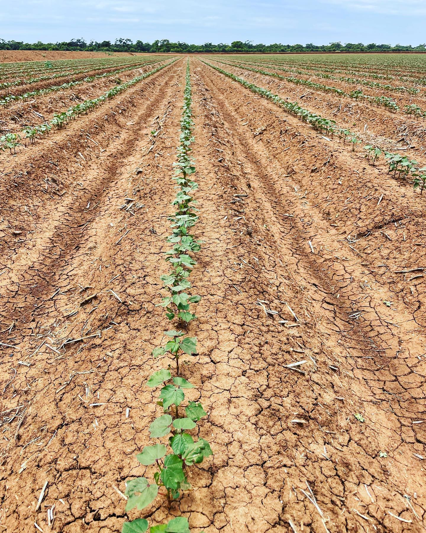 Cotton 2023 - Are you looking for outstanding ginning services? Contact Southern Cotton for best quality and timely ginning. Touch base with our grower services team on 6955 2755 or email info@southerncotton.com.au
