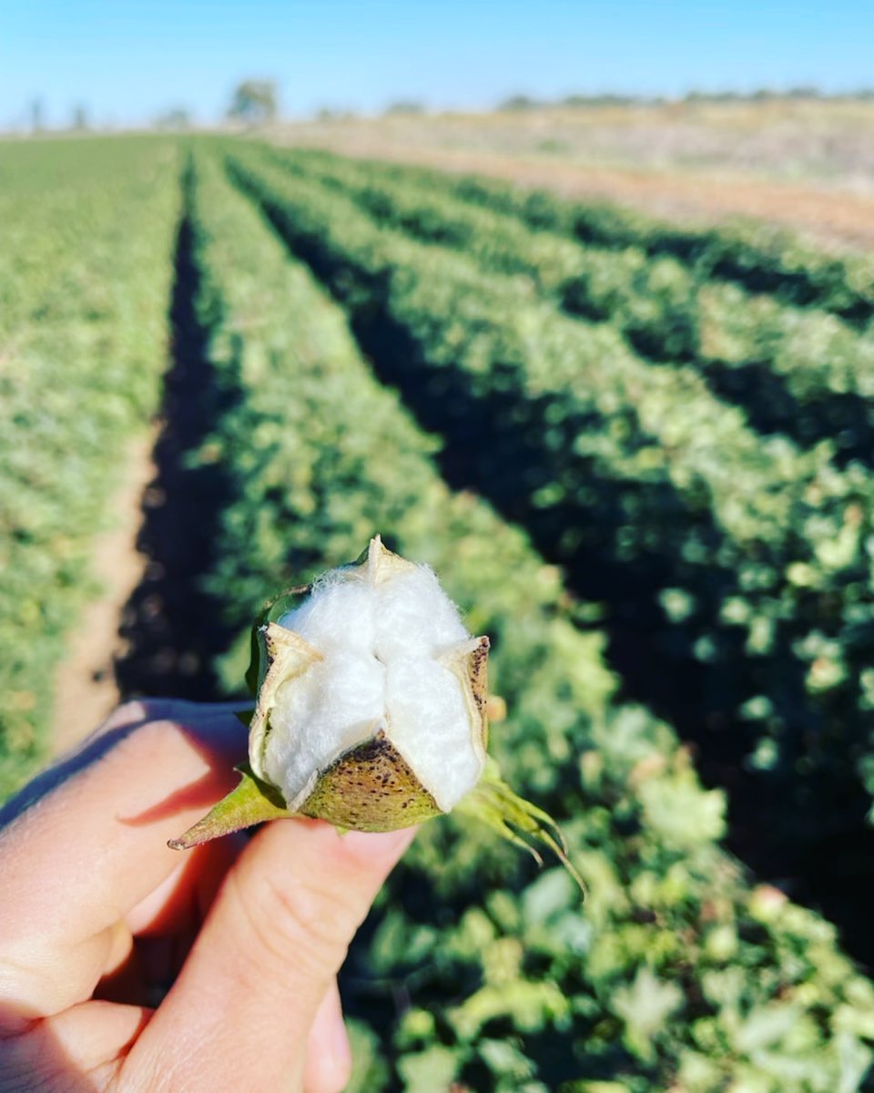 Cracking bolls @nick_ronfeldt