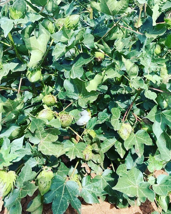 Bolls are starting to open up. Ginning season is not far away now. 📸 @flewy777